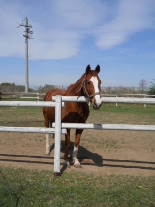  Los caballos de La Cascina en Carola 